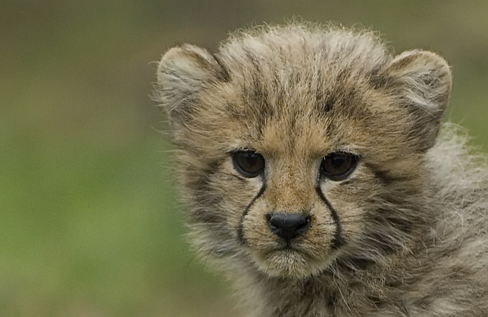 Portrait eines jungen Gepard