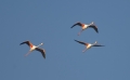 Flamingos Camarque Frankreich