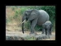 Elefanten beim Camp Tandala