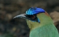 Portrait des Blauscheitelmotmot