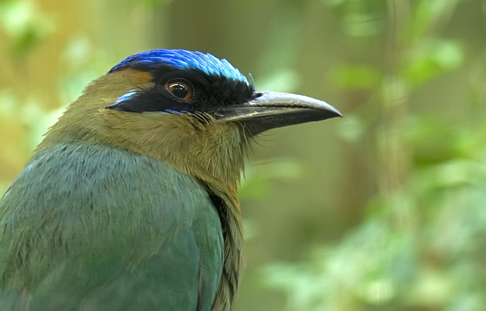 Blauscheitelmotmot