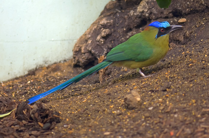 Blauscheitelmotmot