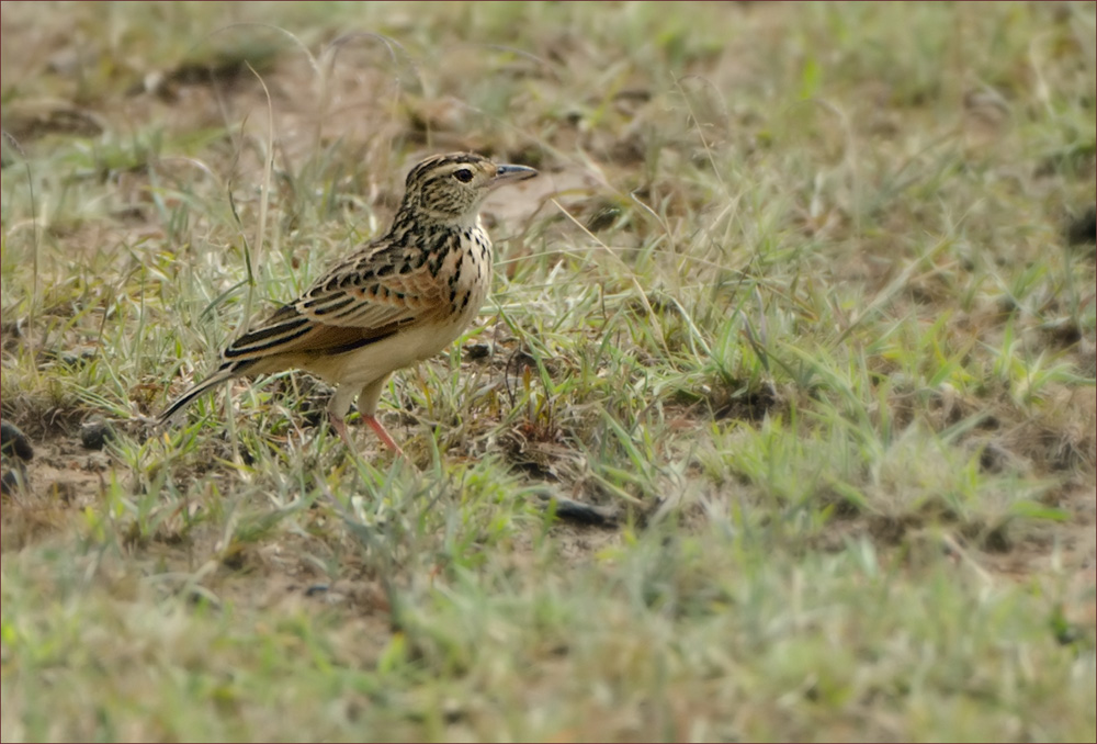 Rotnackenlerche Mirafra africana