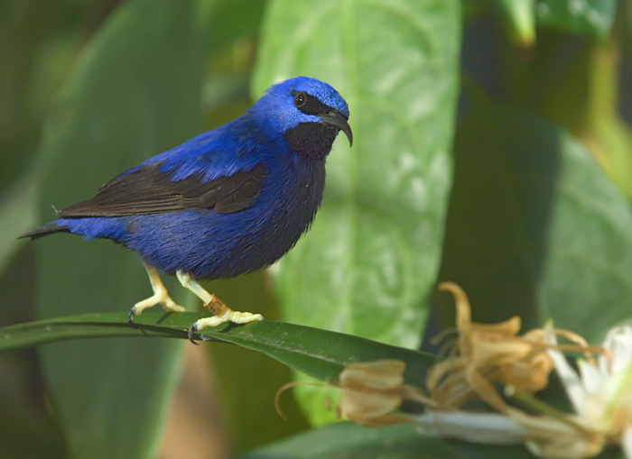 Purpurnaschvogel