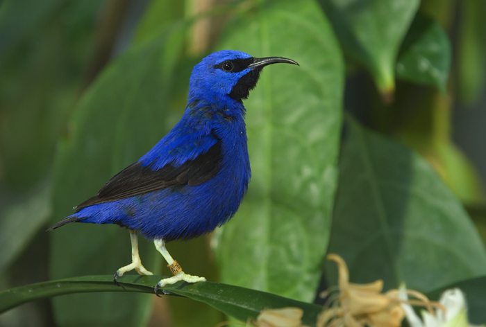 Purpurnaschvogel