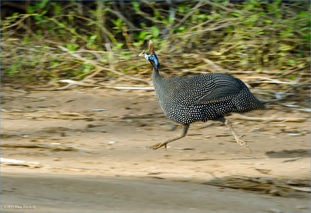 Perlhuhn