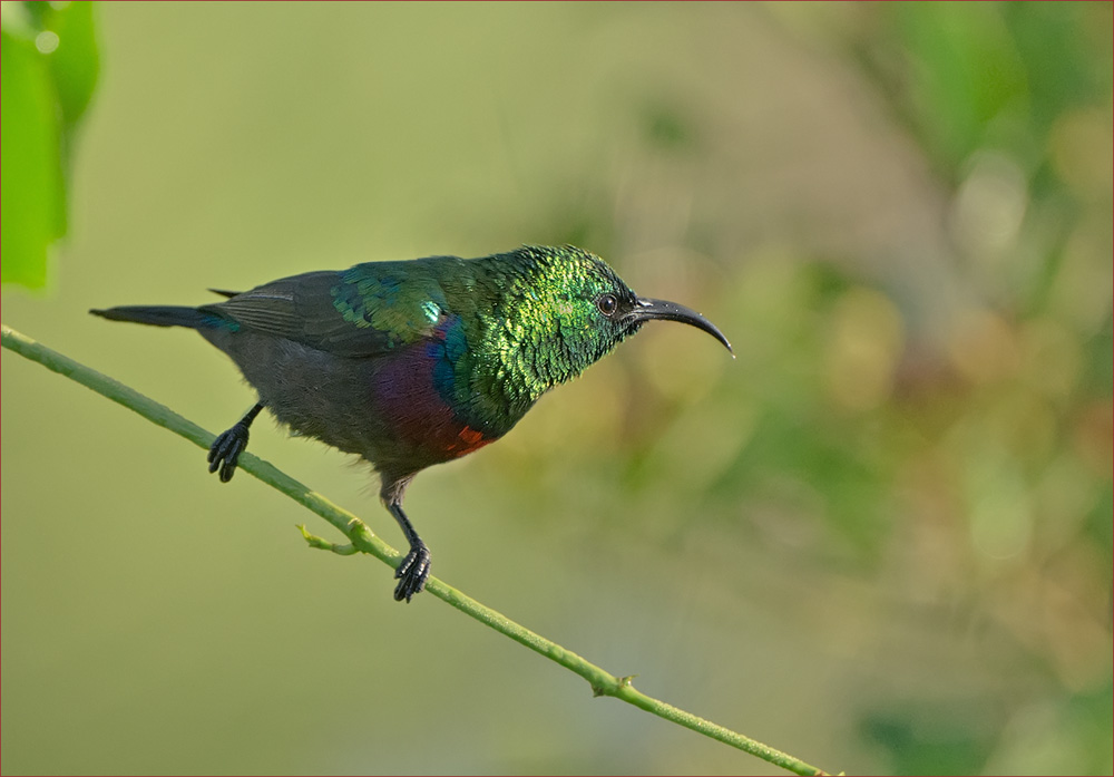 Nektarvogel