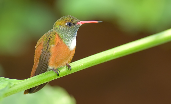 Kolibri setzt sich in Pose