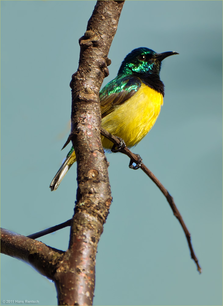 Waldnektarvogel