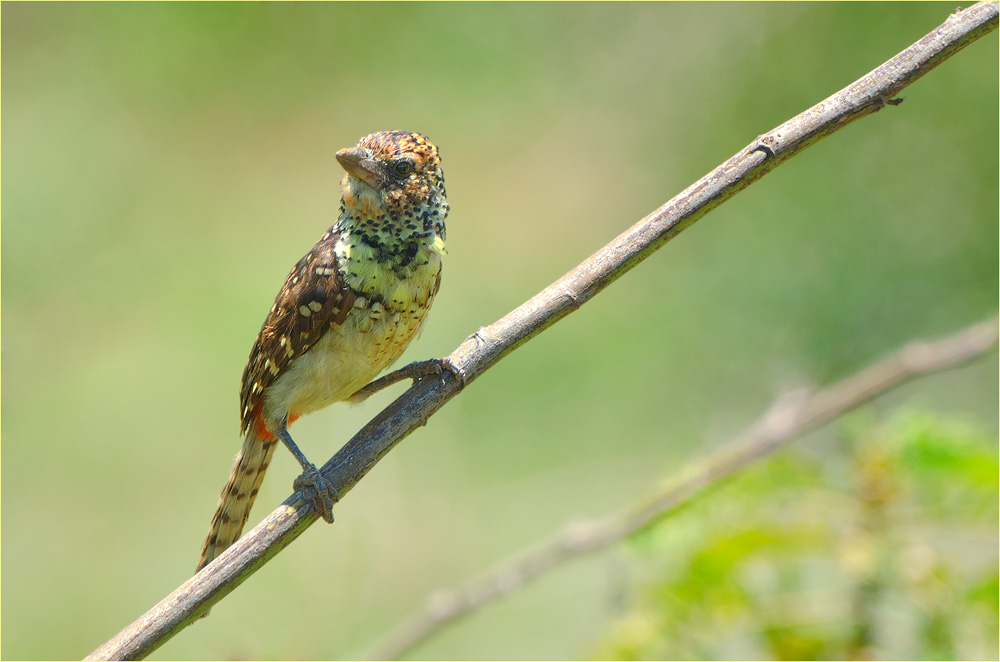 Ohrfleckbartvogel