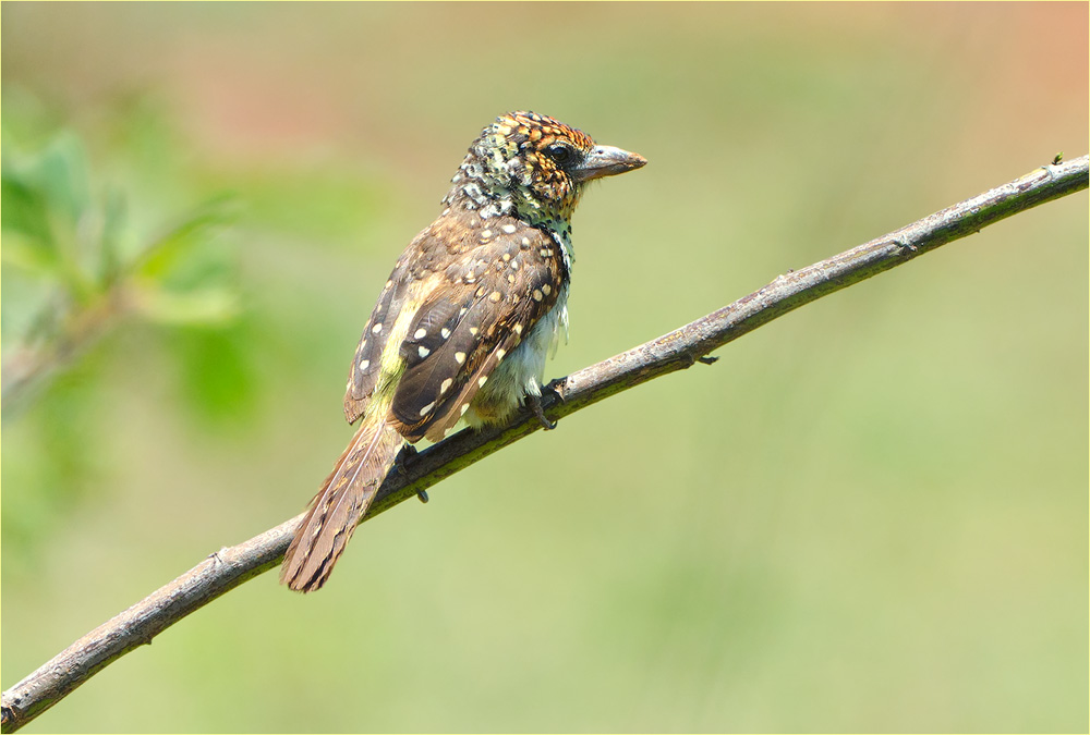 Ohrfleckbartvogel