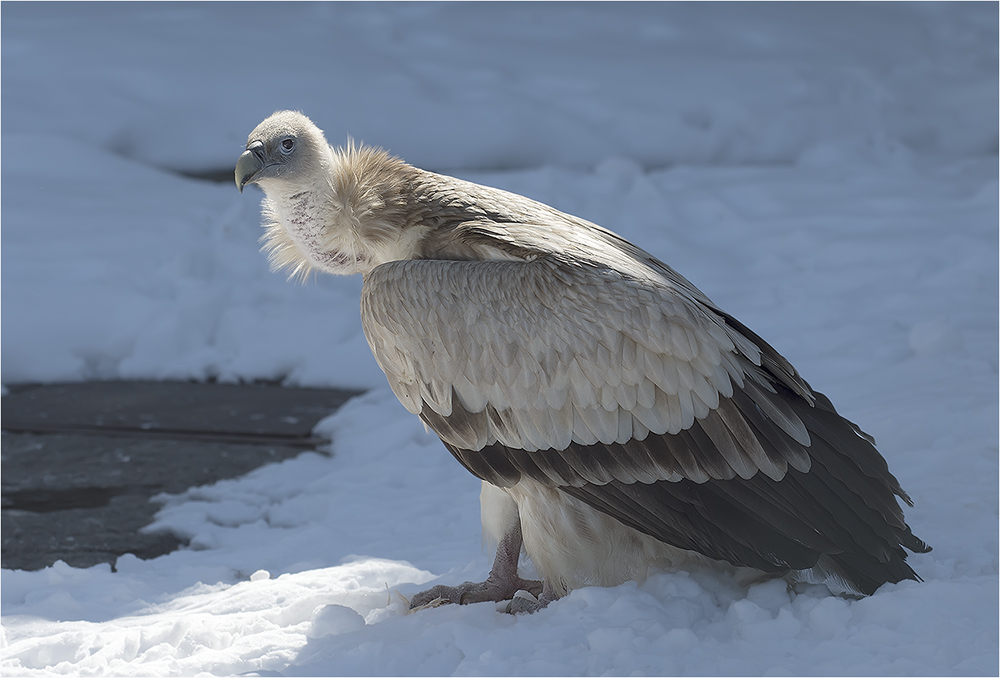 Geier Tierpark Friedrichsfelde