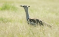 Riesentrappe ein ganz spezieller Vogel