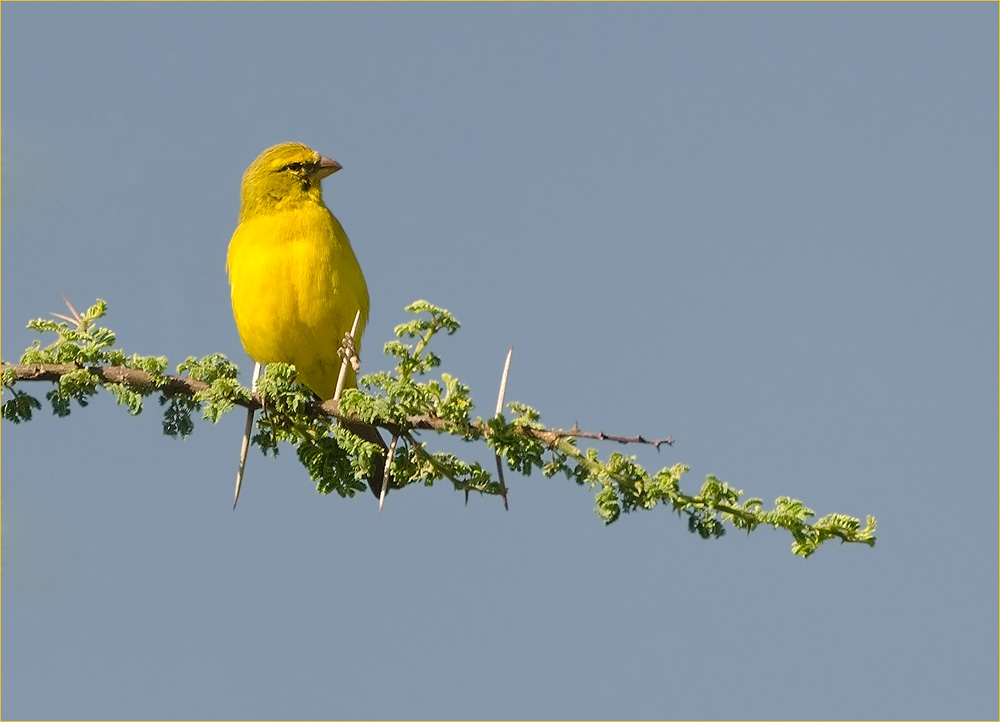 gelber Kanarienvogel