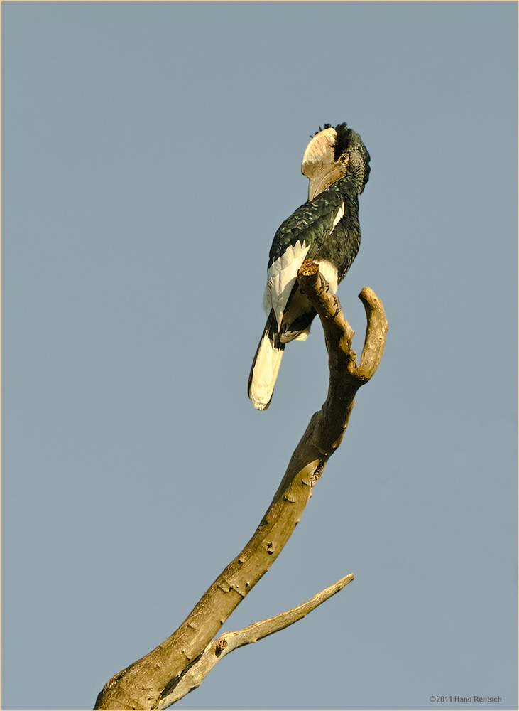 Grauwangen Hornvogel