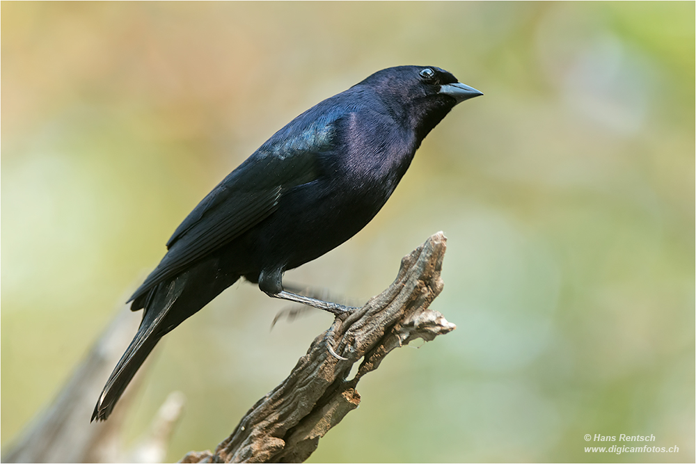 Shinycowbird