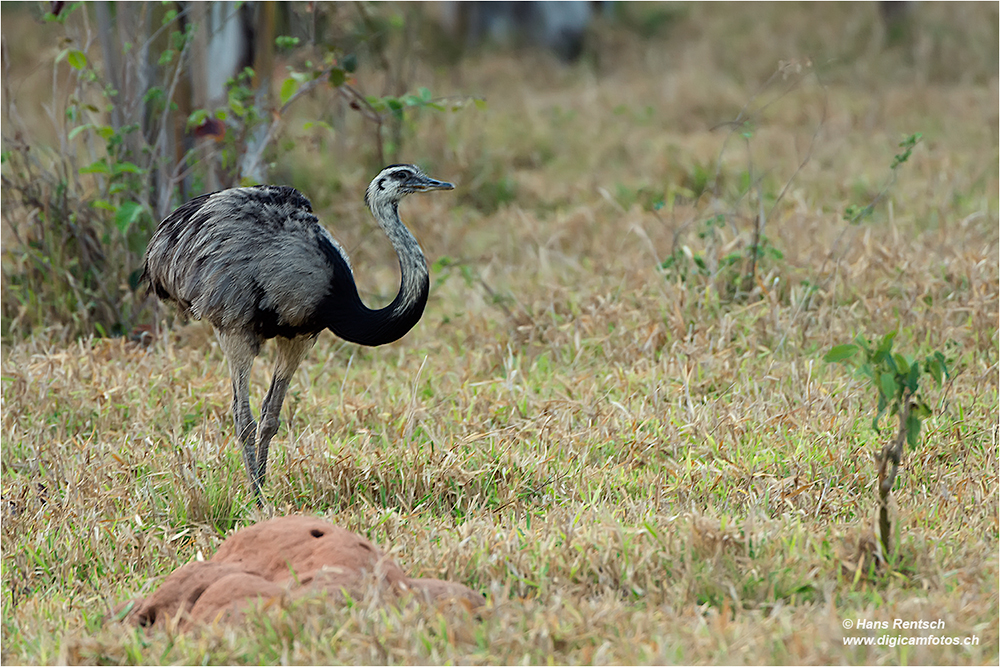 Nandu