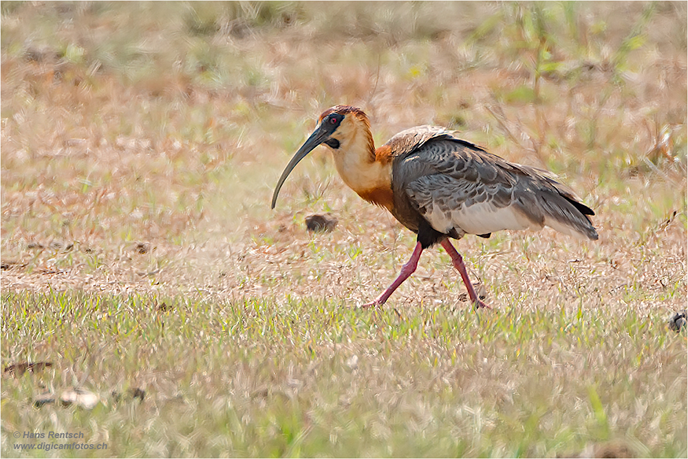 Weisshals-Ibis