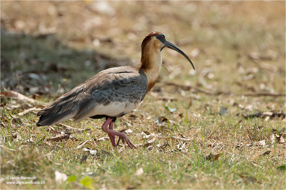 Weisshals-Ibis