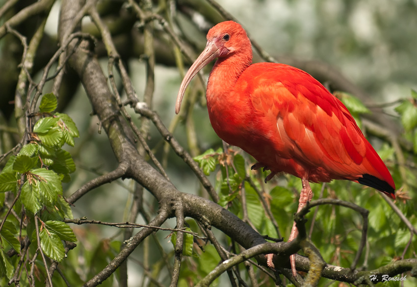 Ibis