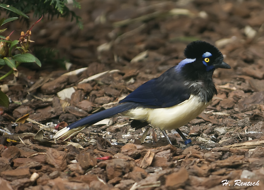 Unbekannter Vogel