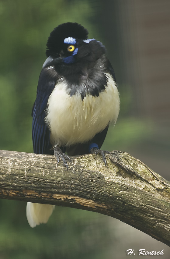 unbekannter Vogel