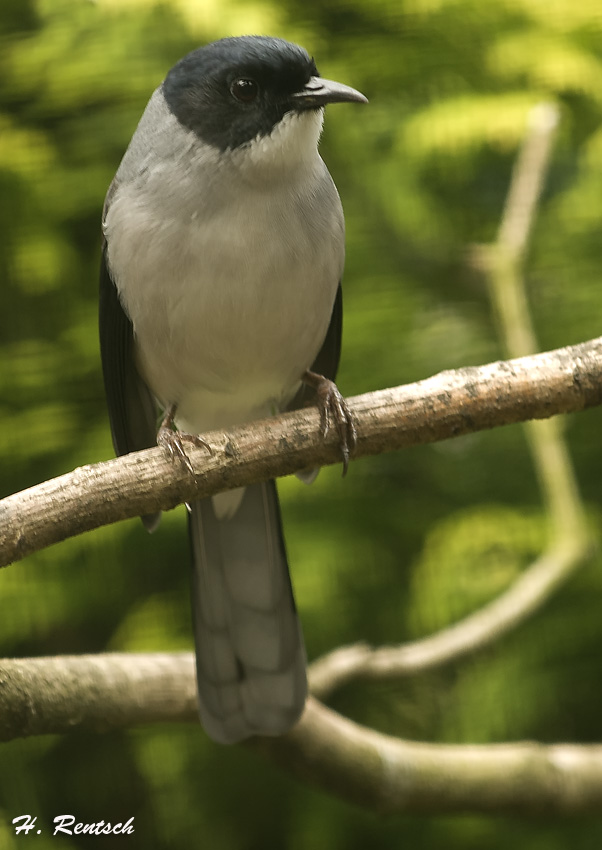 unbekannter Vogel