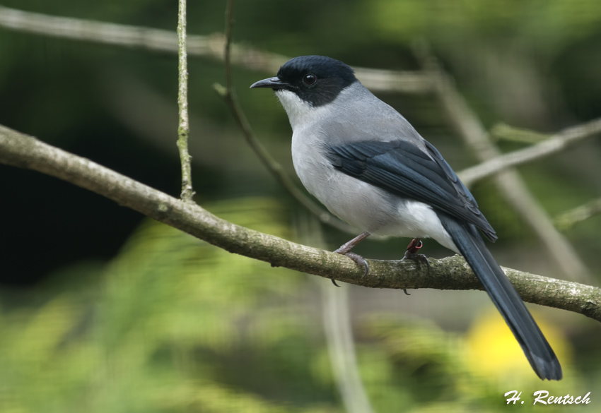 unbekannter Vogel