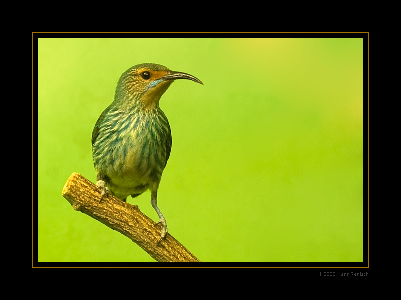 Purpurnaschvogel