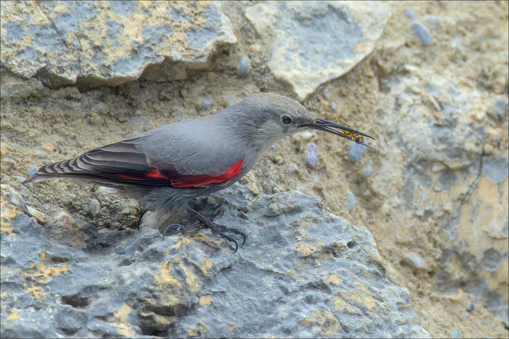 Mauerläufer