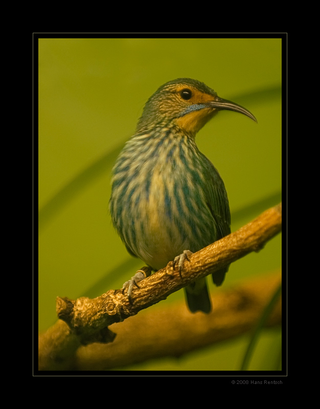 Purpurnaschvogel (Weibchen)