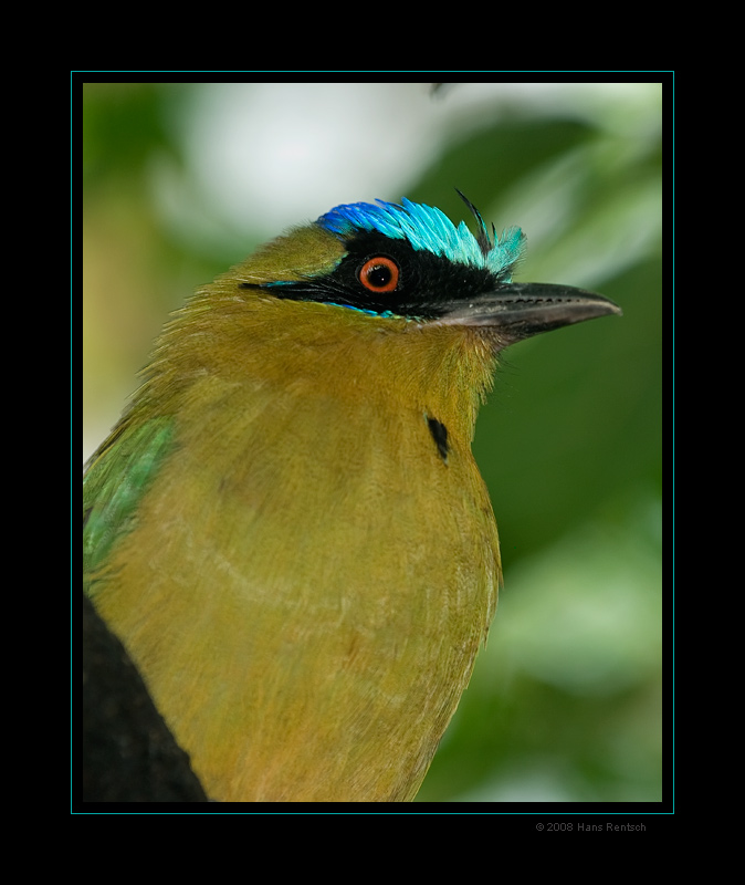 Blauscheitelmotmot