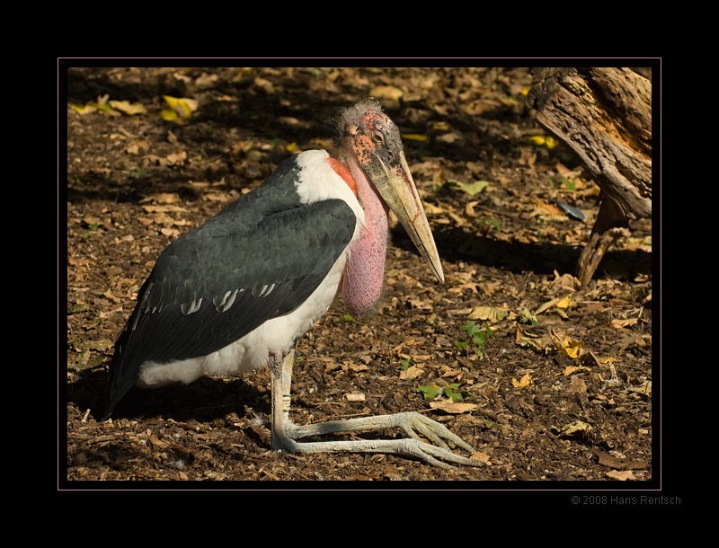 Marabu