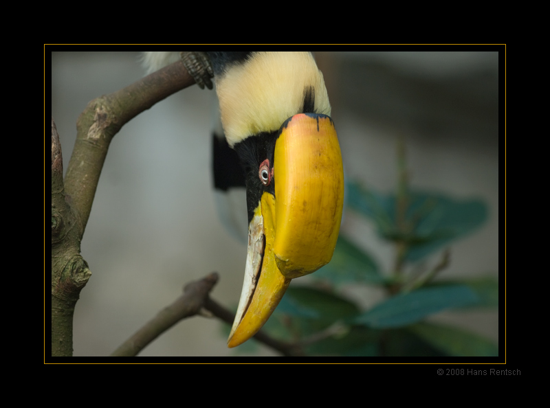 Doppelhornvogel