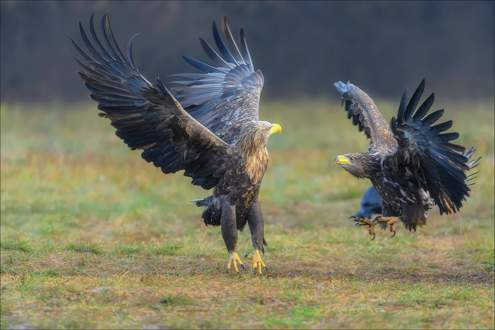 Seeadler