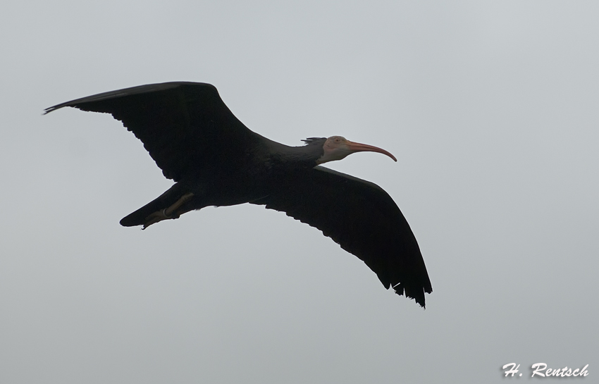 Ibis