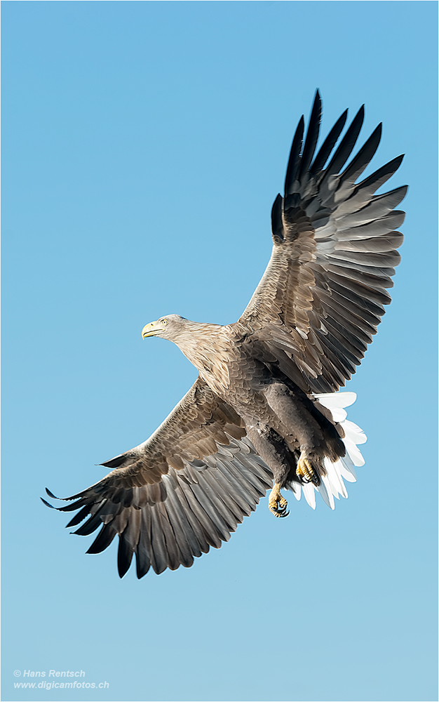 Seeadler