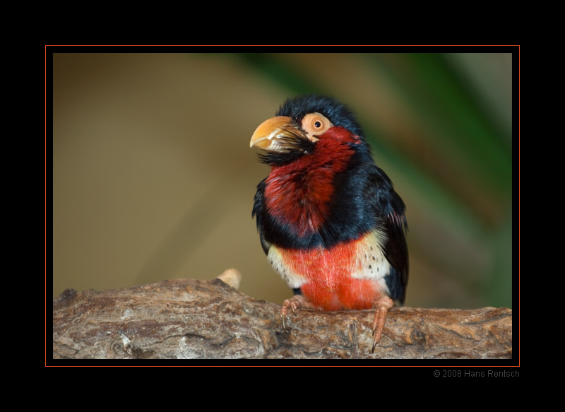 Bartvogel Furchenschnabel