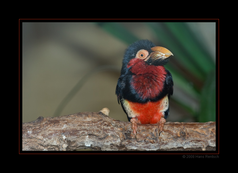 Bartvogel Furchenschnabel