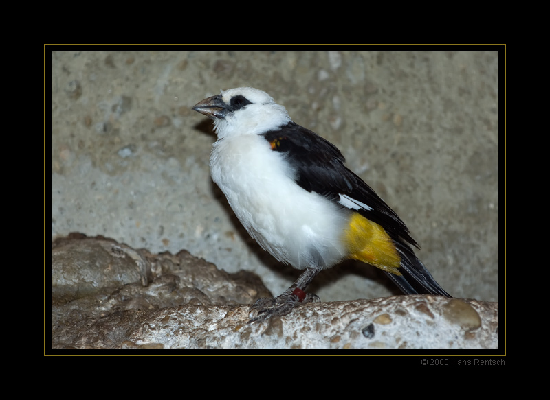 Berliner Zoo