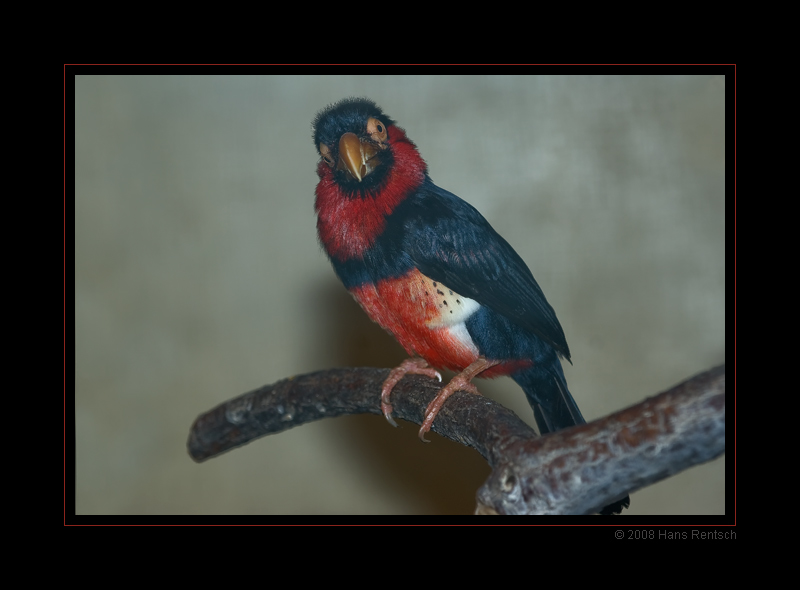 Bartvogel Furchenschnabel