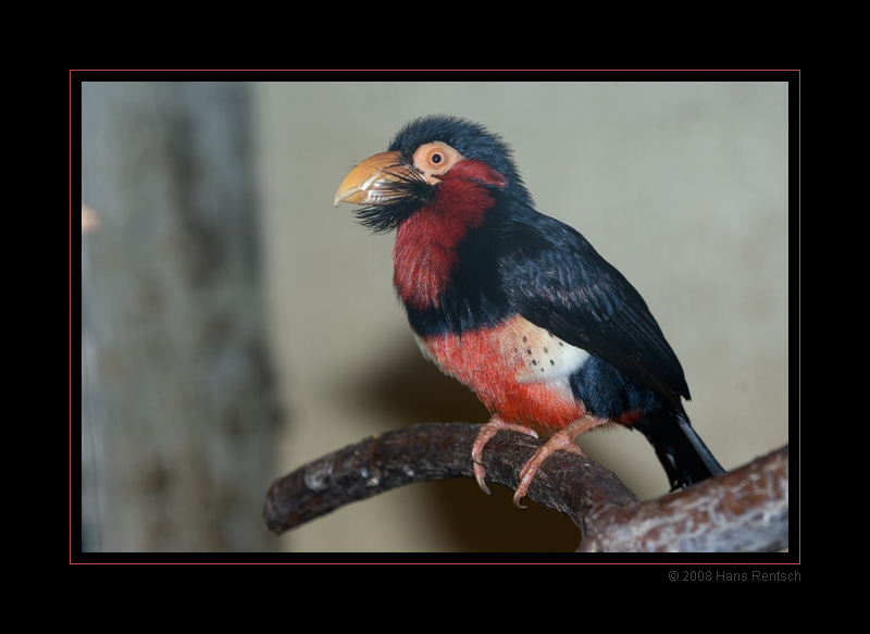 Bartvogel Furchenschnabel