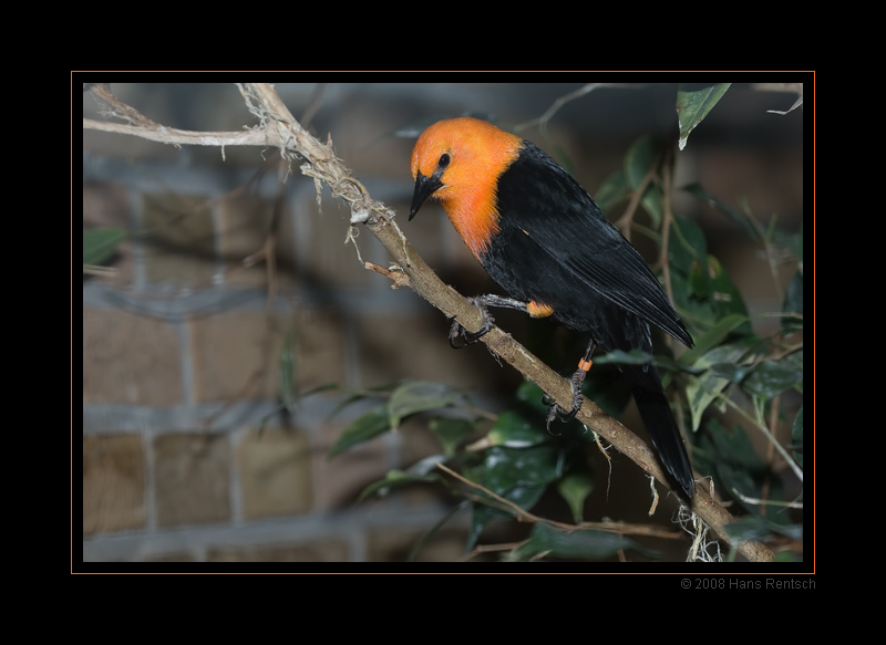 Berliner Zoo