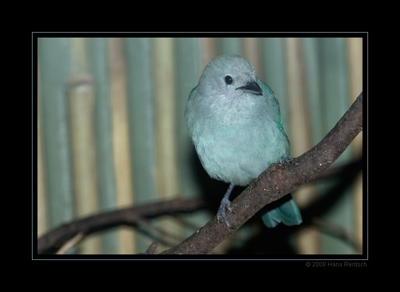 Berliner Zoo