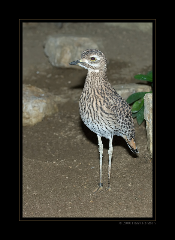 Berliner Zoo