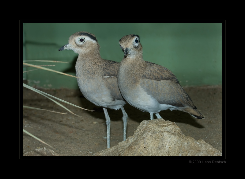 Berliner Zoo