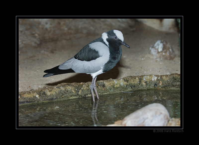 Berliner Zoo