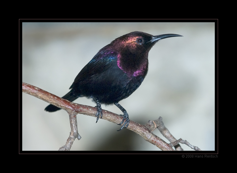 Kupfernektarvogel