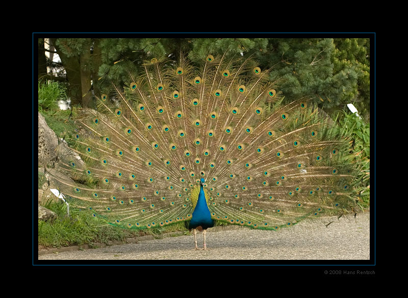 Pfau