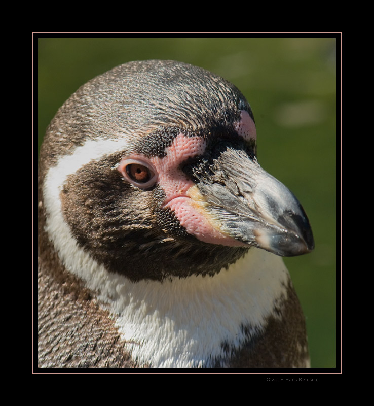 Portrait eines Humboldtpinguin